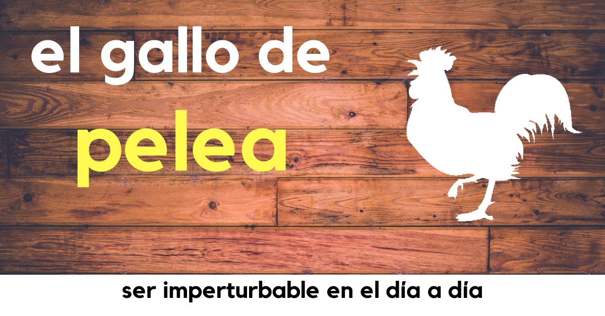 gallo pelea